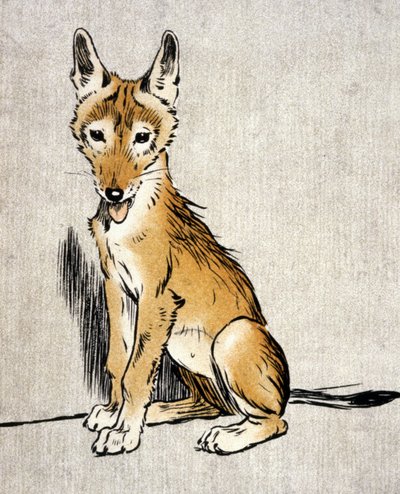 Young Jackal, ca. 1900 (gravering) av Cecil Charles Windsor Aldin