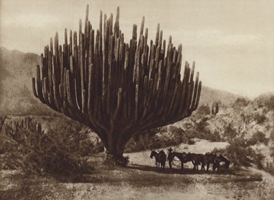 Mexico: Candelero-formet kaktus, Oaxaca (s/hvitt bilde) av Cecile Seler Sachs