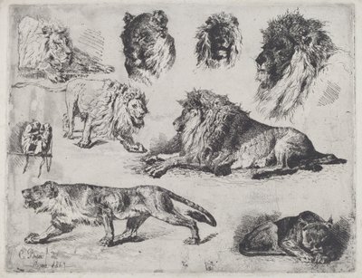 Studie av Lions av Cesare Biseo