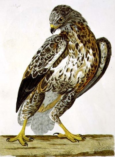 Buzzard (Buteo buteo) plate fra 