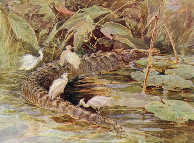 Krokodille og ledsagende egrets (farge litho) av Charles (after) Whymper