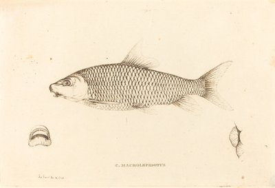 C. Macrolepidotus av Charles Alexandre Lesueur