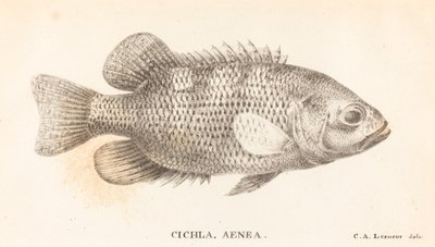 Cichla, Aeneas av Charles Alexandre Lesueur