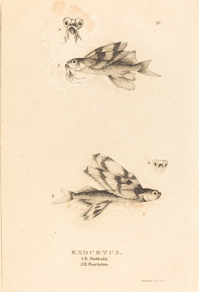 Exocetus av Charles Alexandre Lesueur