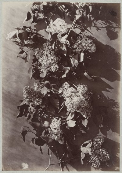 Blomsterstudie med grener av Charles Aubry (manner of)