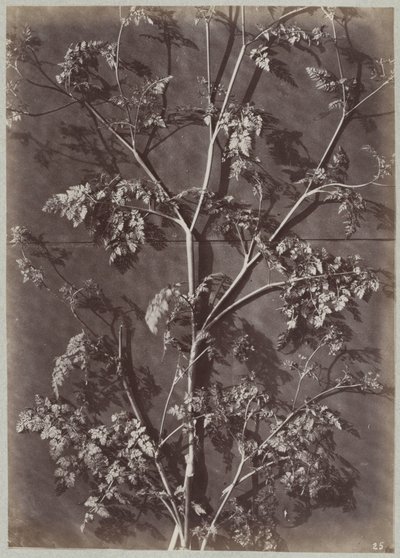Studer med grener av Charles Aubry (manner of)
