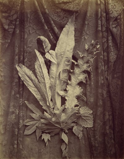 [Studie av blader på bakgrunn av blomsterblonde], 1864. av Charles Aubry
