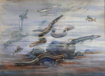 Havfisk, ca. 1907 (akvarell) av Charles Bernier