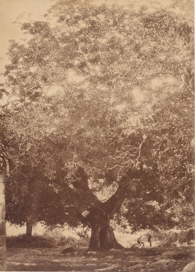 Valnøtttreet til keiser Charles V, Yuste, 1858. av Charles Clifford