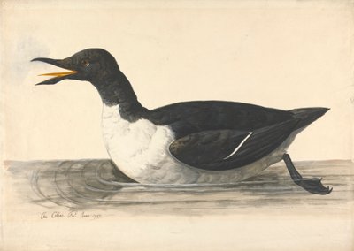 Til Guillemot, juni 1742 av Charles Collins