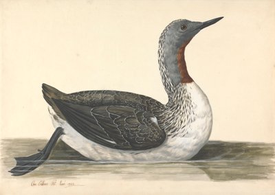 En dykker med rød hals, juni 1742 av Charles Collins