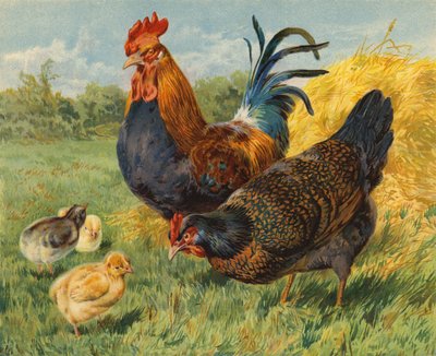 Kyllinger (chromolitho) av Charles Collins