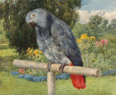Grå papegøye (chromolitho) av Charles Collins
