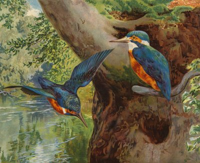 Kingfishers (chromolitho) av Charles Collins