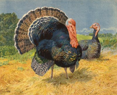 Kalkuner (chromolitho) av Charles Collins