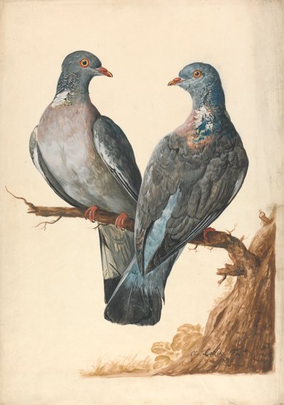 To skogduer av Charles Collins