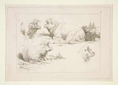 Studie av sauer av Charles Echard