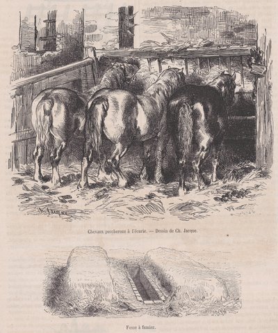 Percheron-hester i stallen, Gjødselgrav, fra Magasin Pittoresque, ca. 1852., ca. 1852. av Charles Emile Jacque
