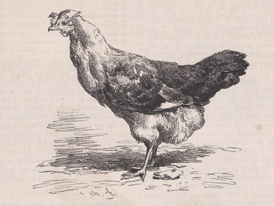 Vanlig fransk høne, dårlig lag., fra Magasin Pittoresque, ca. 1852. av Charles Emile Jacque