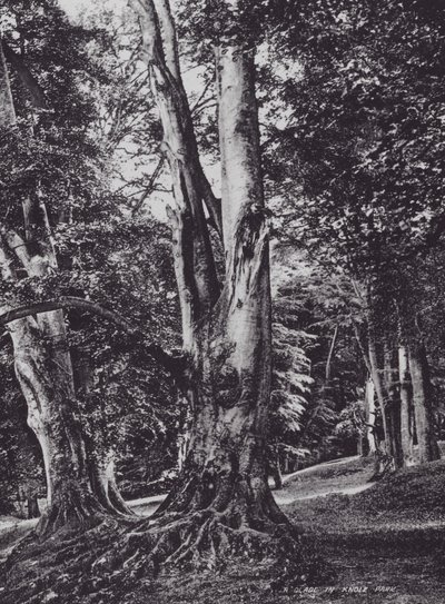 A Glade in Knole Park (s/hvitt bilde) av Charles Essenhigh Corke