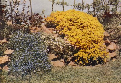 A Rockery Wall, Aubrietia, Sun Rose, Yellow Alyssum (fargebilde) av Charles Essenhigh Corke