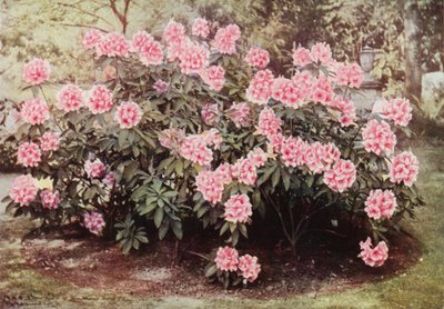 Rhododendron Pink Pearl, ved "The Heights," Witley, residensen til fru Farnham (fargebilde) av Charles Essenhigh Corke