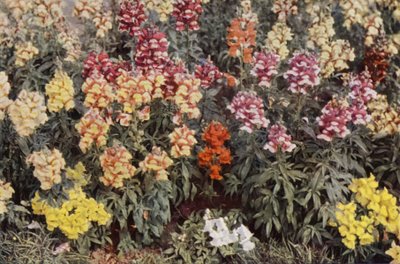 Snapdragons (fargebilde) av Charles Essenhigh Corke