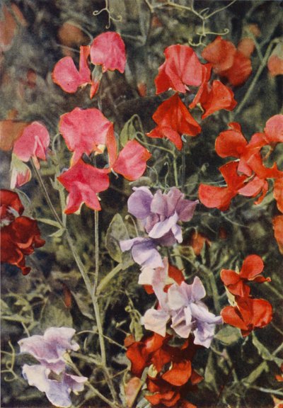 Noen moderne søte erter (fargebilde) av Charles Essenhigh Corke