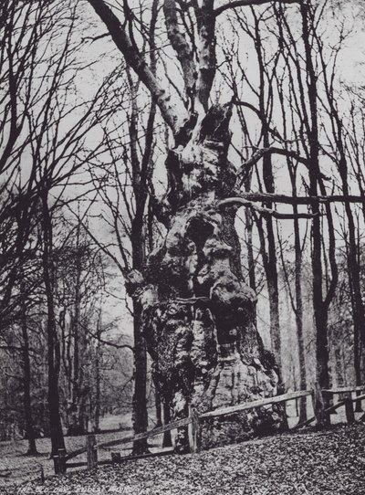 The Old Oak, Knole Park (s/hvitt bilde) av Charles Essenhigh Corke
