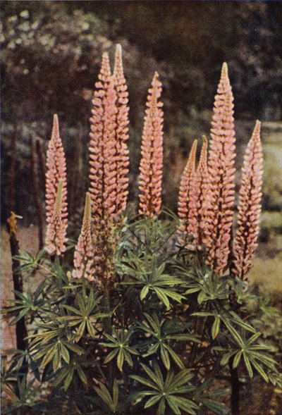 Den rosa-fargede lupinen (fargebilde) av Charles Essenhigh Corke