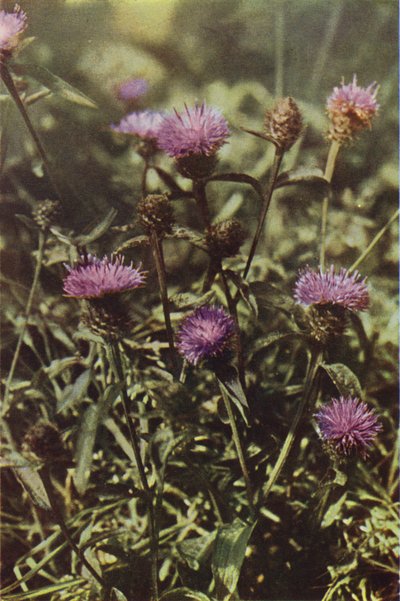 Ville blomster: Black Knapweed (fargebilde) av Charles Essenhigh Corke