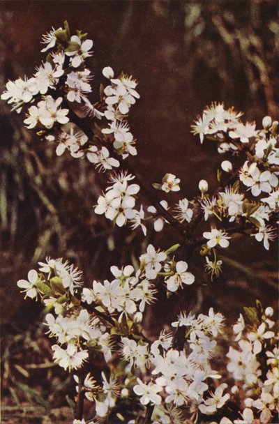 Ville blomster: Svarthorn (fargebilde) av Charles Essenhigh Corke
