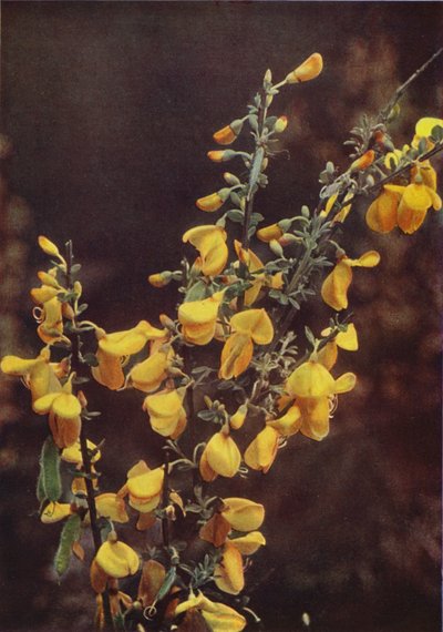 Ville blomster: Kost (fargebilde) av Charles Essenhigh Corke