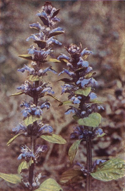Ville blomster: Bugle (fargebilde) av Charles Essenhigh Corke