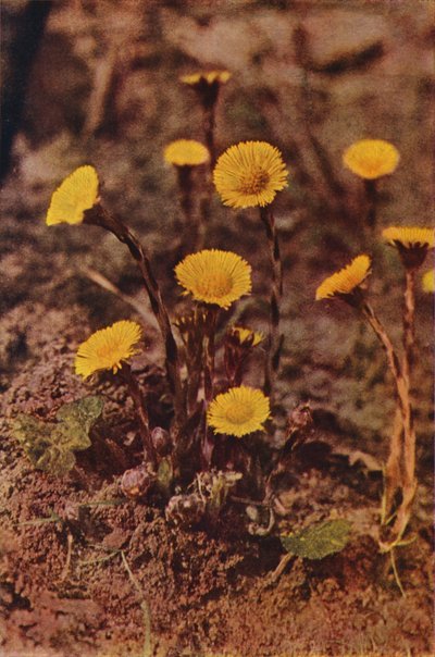 Ville blomster: Hesteføl (fargefoto) av Charles Essenhigh Corke