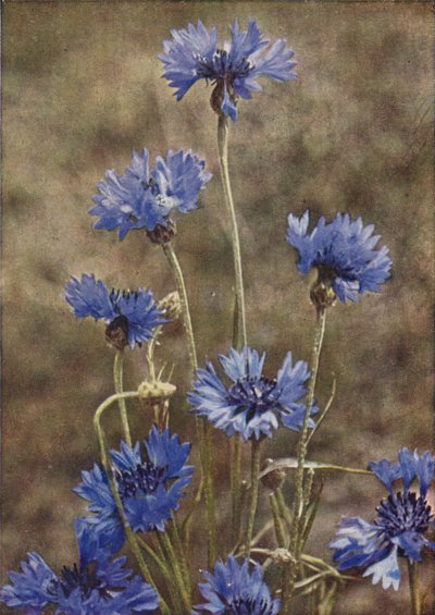 Ville blomster: Kornblomst (fargebilde) av Charles Essenhigh Corke