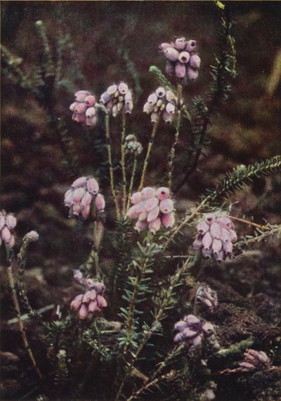 Ville blomster: Cross-Leaved Heath (fargebilde) av Charles Essenhigh Corke
