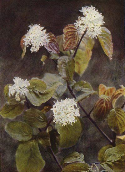Ville blomster: Dogwood (fargebilde) av Charles Essenhigh Corke
