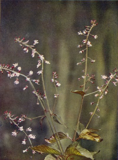 Ville blomster: Enchanter