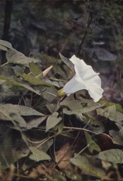 Ville blomster: Hedge Convolvulus (fargebilde) av Charles Essenhigh Corke