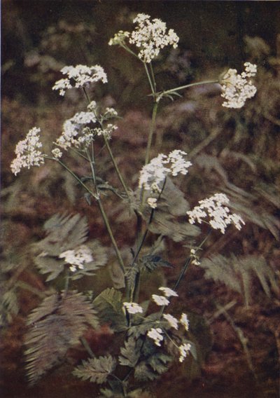 Ville blomster: Hedge Persille (fargebilde) av Charles Essenhigh Corke