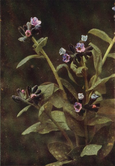 Ville blomster: Lungwort (fargebilde) av Charles Essenhigh Corke