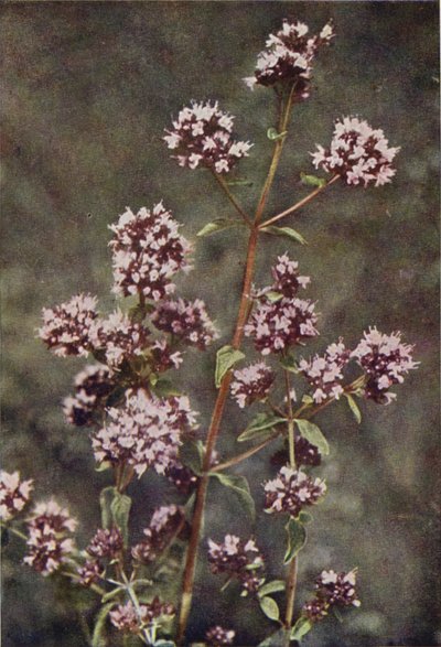 Ville blomster: Merian (fargebilde) av Charles Essenhigh Corke