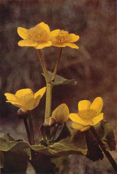 Ville blomster: Marsh Marigold (fargebilde) av Charles Essenhigh Corke