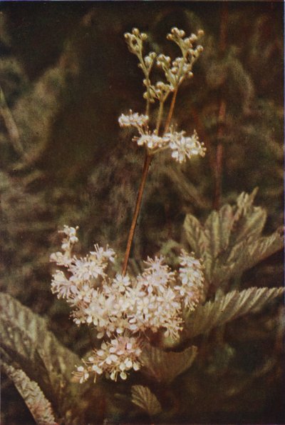 Ville blomster: Meadow-Sweet (fargefoto) av Charles Essenhigh Corke