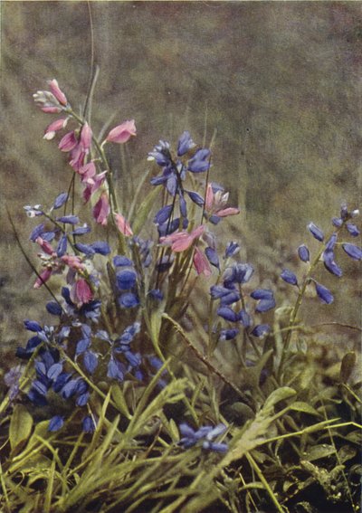 Ville blomster: Milkwort (fargebilde) av Charles Essenhigh Corke