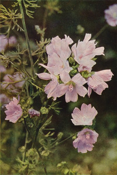 Ville blomster: Musk Mallow (fargebilde) av Charles Essenhigh Corke