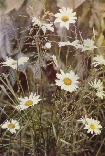 Ville blomster: Ox-Eye Daisy (fargebilde) av Charles Essenhigh Corke