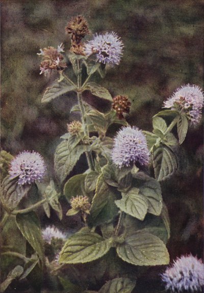 Ville blomster: Pepper-Mint (fargefoto) av Charles Essenhigh Corke