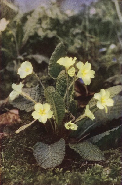 Ville blomster: Primrose (fargebilde) av Charles Essenhigh Corke